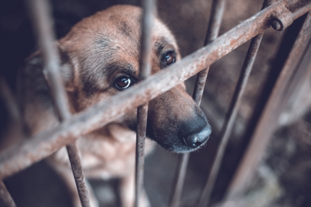 Big brown german shepherd looking sad, locked in a cage, abuse